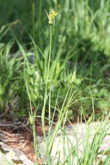 Tragopogon graminifolius