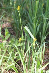 Tragopogon graminifolius
