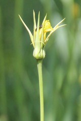 Tragopogon graminifolius