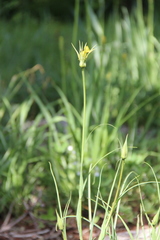 Tragopogon graminifolius