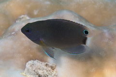 Pomacentrus chrysurus