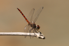Elasmothemis cannacrioides