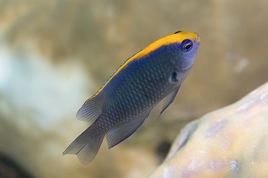Indian Damsel
