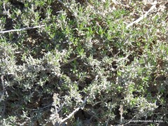 Thymus zygis sylvestris