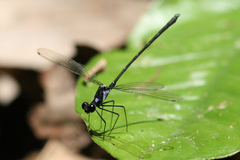 Teinopodagrion