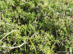 Thymus zygis sylvestris