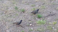 Sturnus vulgaris