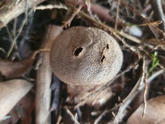 Myriostoma australianum