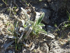 Phlomis lychnitis