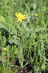 Tragopogon reticulatus