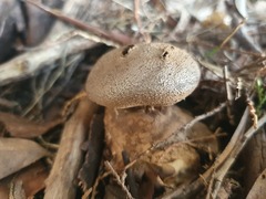 Myriostoma australianum