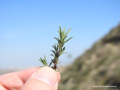 Thymus zygis sylvestris
