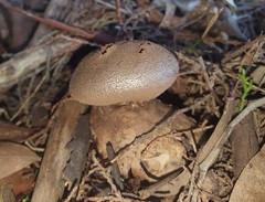 Myriostoma australianum