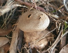 Myriostoma australianum