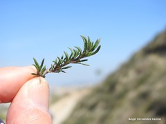 Thymus zygis sylvestris