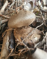 Myriostoma australianum