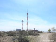 Caroxylon vermiculatum