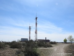 Caroxylon vermiculatum