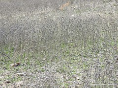 Pallenis spinosa