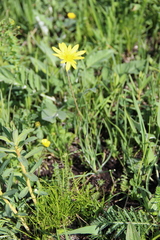 Tragopogon reticulatus