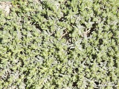 Teucrium gnaphalodes