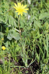 Tragopogon reticulatus