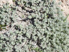 Teucrium gnaphalodes