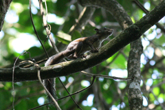Sciurus granatensis
