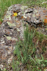 Tragopogon reticulatus