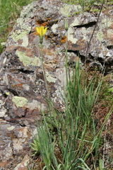 Tragopogon reticulatus