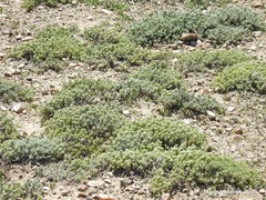Teucrium gnaphalodes