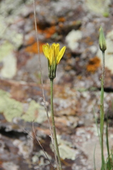 Tragopogon reticulatus