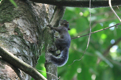 Sciurus granatensis