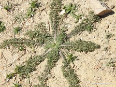 Centaurea calcitrapa