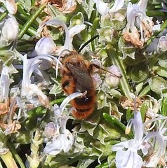 Dasyscolia ciliata