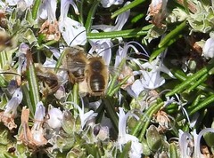 Eucera