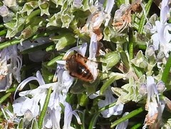Dasyscolia ciliata