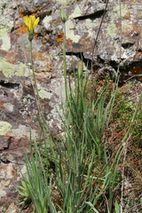 Tragopogon reticulatus