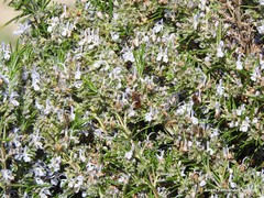 Salvia rosmarinus