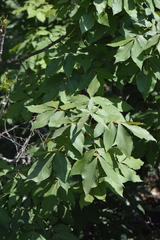 Carya ovata mexicana