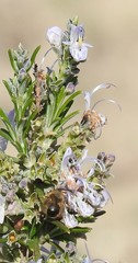 Eucera
