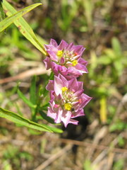 Polygala mariana