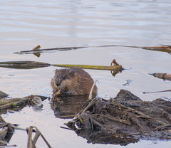 Ondatra zibethicus