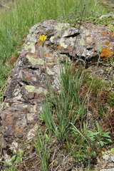 Tragopogon reticulatus