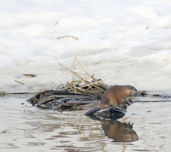 Ondatra zibethicus