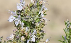 Salvia rosmarinus