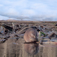 Ondatra zibethicus