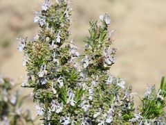 Eucera