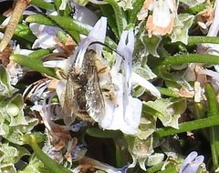 Eucera