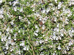 Salvia rosmarinus
